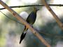 CostaRica06 - 129 * Longtailed Silky Flycatcher